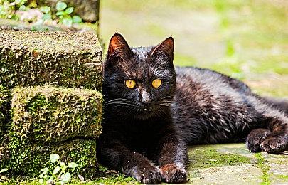 《符文工房3特别版》明年登陆Switch 全新作开发中